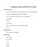 Dangerous Insects and Plants of Arizona